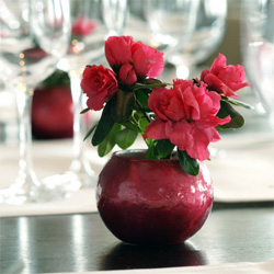 Knap resultaat met een takje Azalea indica takje van azalea